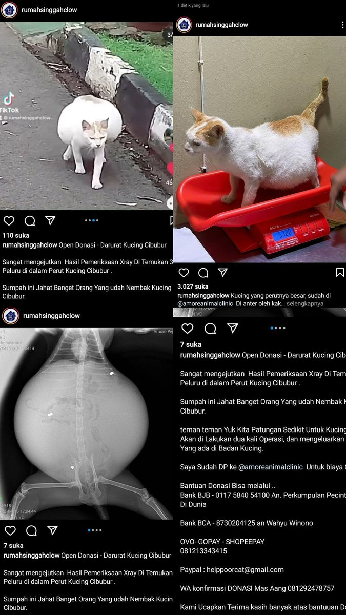 petsfess's tweet photo. 🐈‍⬛ Halo orang baik, yuk kita bantu doa &amp; donasi untuk kucing cibubur ini. Terima kasih 🤍 https://t.co/zkDzim5fB1