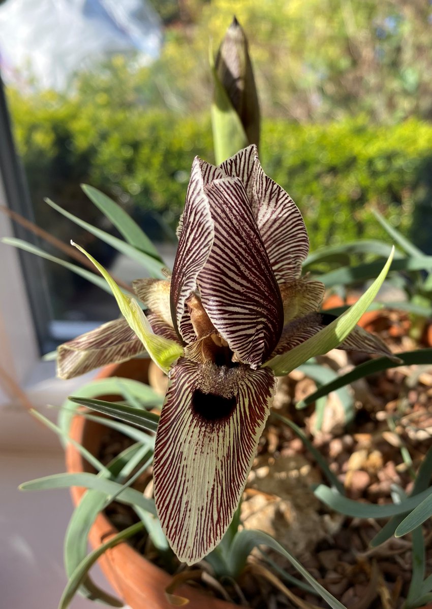 DavidOakley68's tweet photo. Iris sprengeri. After waiting 5 years this native from central Turkey is blooming in Sheffield. Happy Easter. https://t.co/DWsOMAqIny