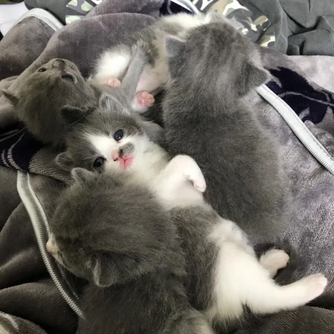 Mula7777's tweet image. 猪猪