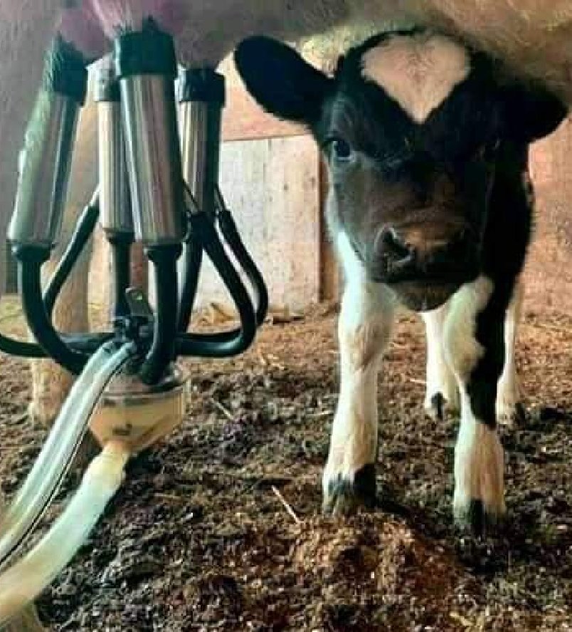 If you feel there's something wrong in this picture #GoVegan