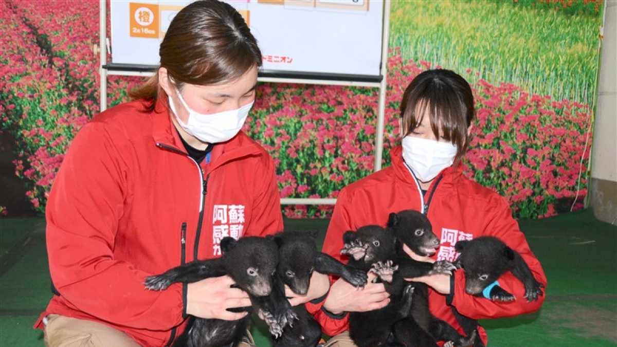 Aiko S Optimal Today