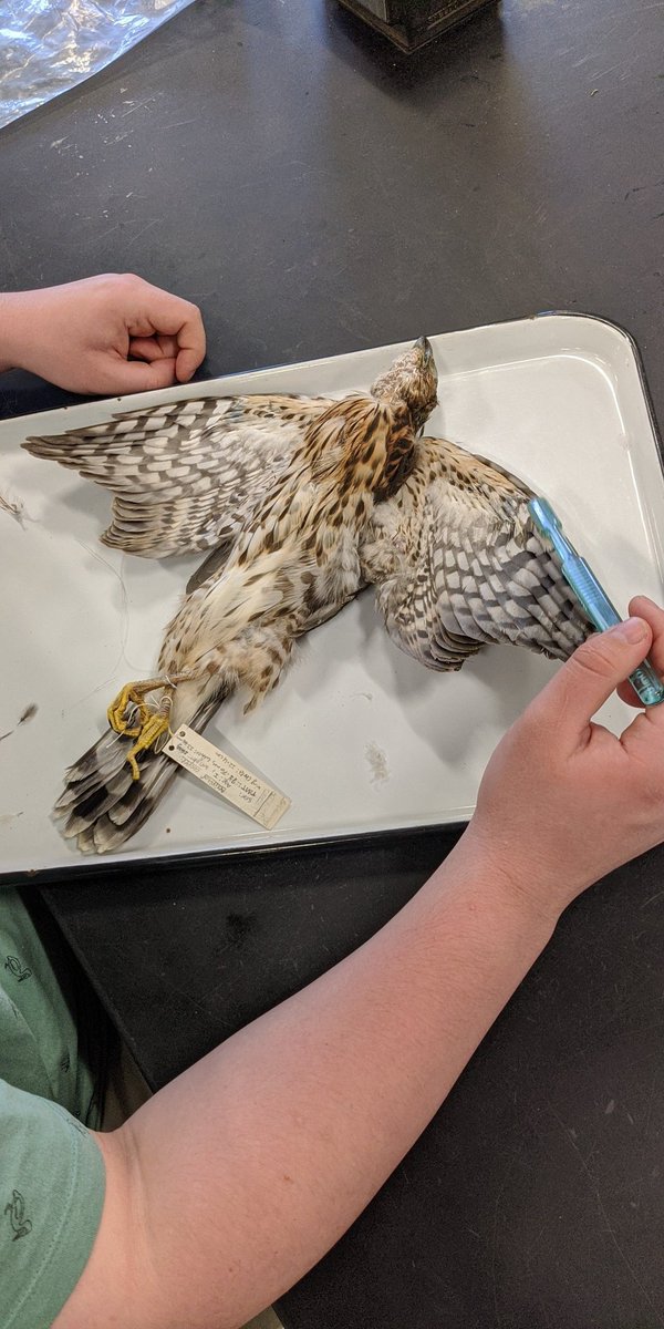 BroodyHen3's tweet photo. Skinning Club students are finishing up their first preparations. Nice to be back after the two year Covid hiatus. #uconneeb @uconneeb https://t.co/i54gMFJH7B