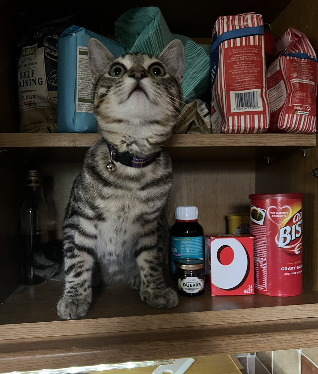 RT @TheVicarageCat: Mum wants to know which shelf you all store your cats on?  #CatsOfTwitter https://t.co/OuNqbhhr6k