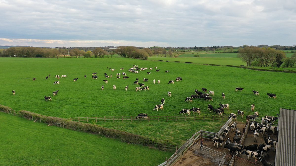Nothing better than watching the cows go out into the sun after a long winter indoors #agriculture #britishdairy #holstein #arla #milk #farming