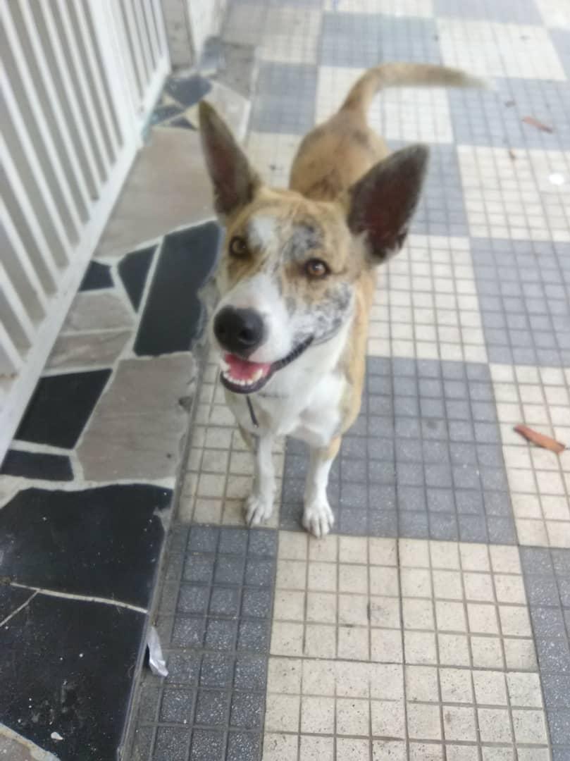 karinna1975's tweet photo. Perrito encontrado en la URB la paz de el paraíso, tiene collar, si alguien lo conoce avisar. @PerroUsuario @PerritosVzla @tistjmay @AyudaPerroGatos @Tango_BME @perritocallejer https://t.co/9xBaNhe81o