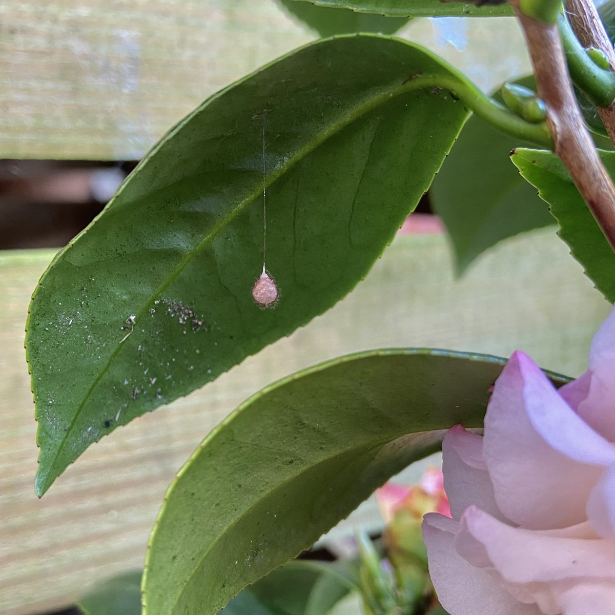 bernoid's tweet photo. Pirate spider egg sac right outside my back door on a pot plant. SCORE 🙌 #piratespider #eggsac #spidereggs #spiders #eggs https://t.co/mg9TWxSWW9
