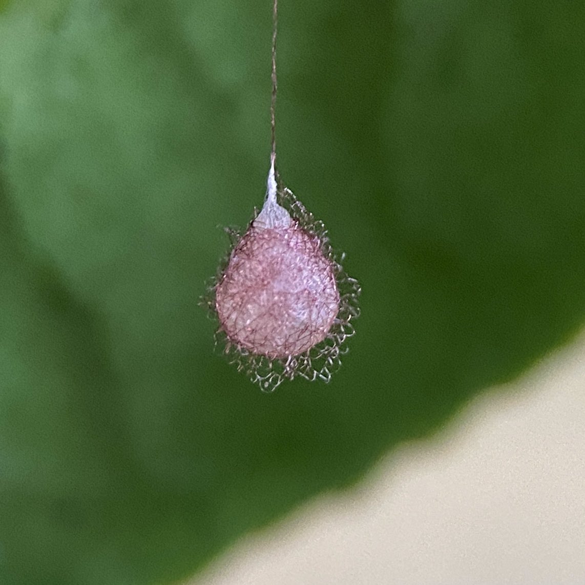 bernoid's tweet photo. Pirate spider egg sac right outside my back door on a pot plant. SCORE 🙌 #piratespider #eggsac #spidereggs #spiders #eggs https://t.co/mg9TWxSWW9