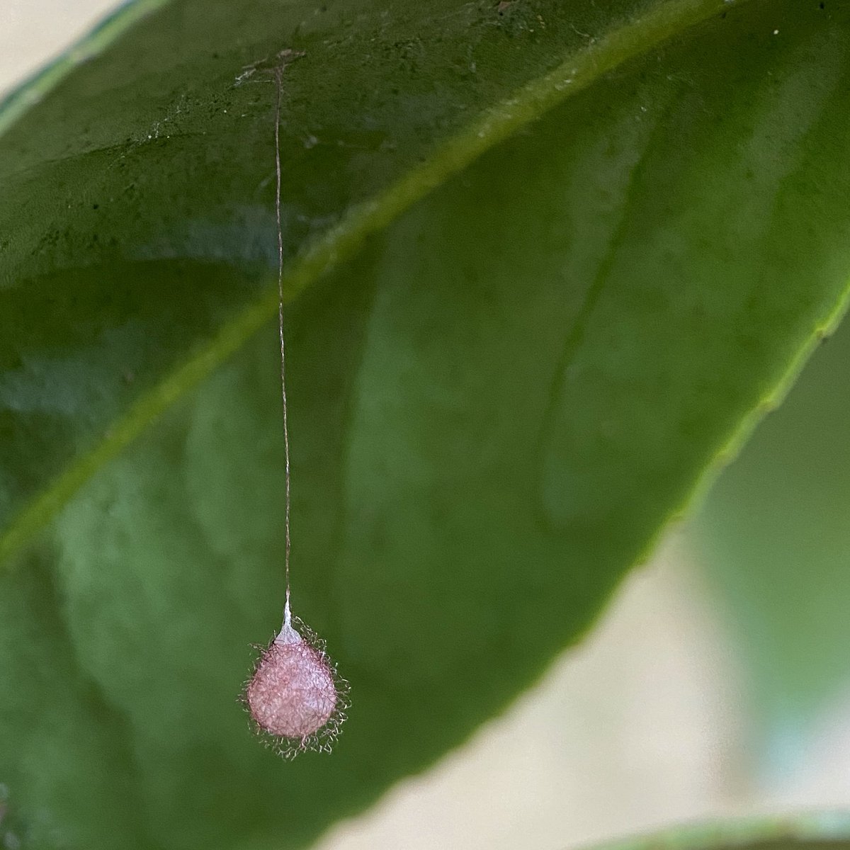 bernoid's tweet photo. Pirate spider egg sac right outside my back door on a pot plant. SCORE 🙌 #piratespider #eggsac #spidereggs #spiders #eggs https://t.co/mg9TWxSWW9
