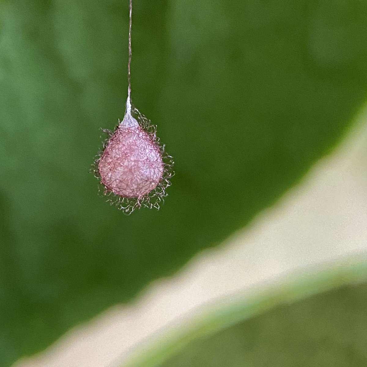 bernoid's tweet photo. Pirate spider egg sac right outside my back door on a pot plant. SCORE 🙌 #piratespider #eggsac #spidereggs #spiders #eggs https://t.co/mg9TWxSWW9