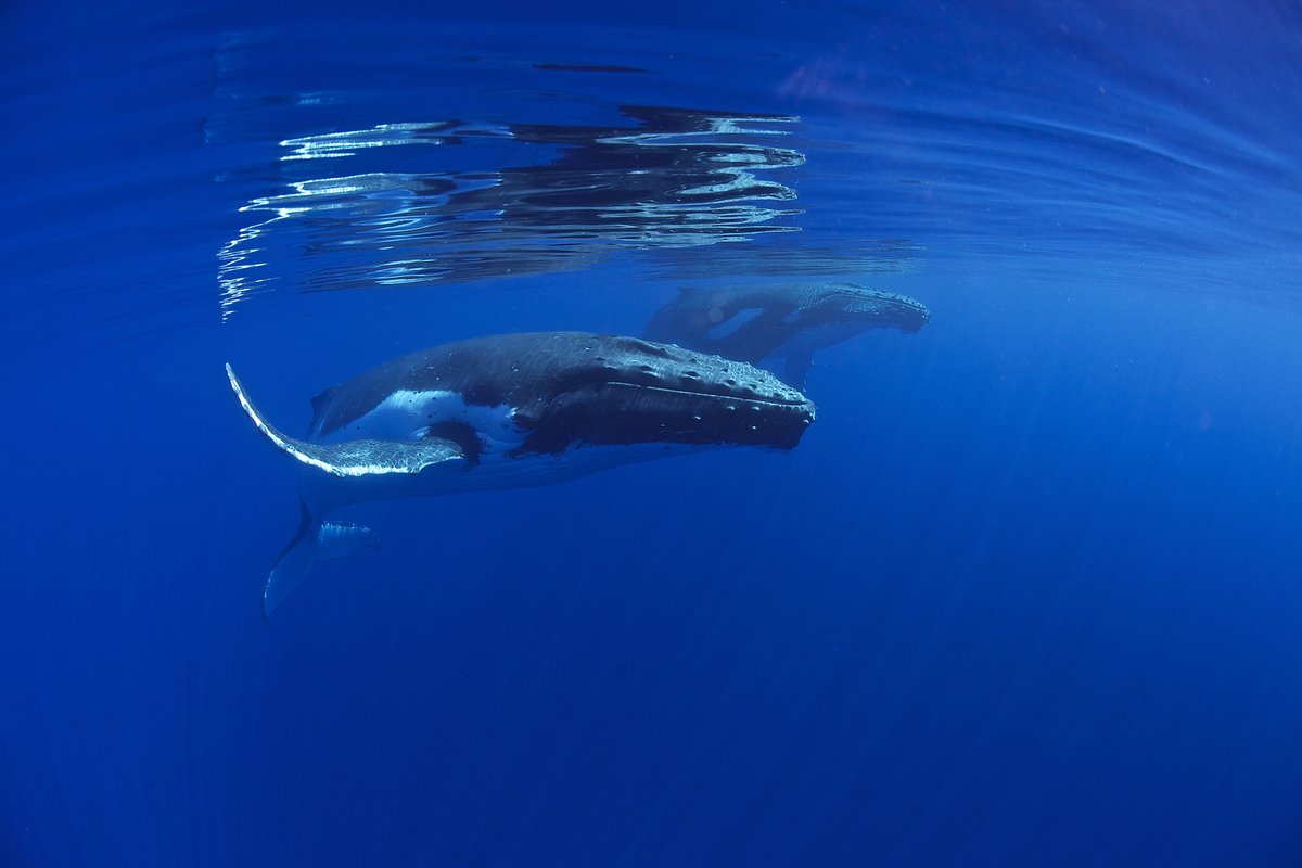 ReefsHighSeas's tweet photo. Over 70% of the Salas y Gómez and Nazca Ridge habitat lies outside of national jurisdiction. We need a robust high seas treaty to protect them from further exploitation. #BBNJ #HighSeasTreaty 

📷: Rodolphe Holler https://t.co/Orx6NzgWak