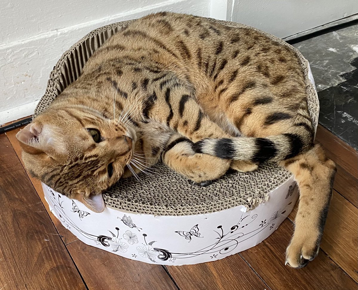 nova_nebula38's tweet photo. Je valide très, très 😺😺 #TheBengalCats #CatOfTwitter #CuteWorld #cutecatcasa #TeamBengal #PrettyPets2020 #catfactsapp #TabbyTroop #ThisIsMyCat https://t.co/F0q7SydClf