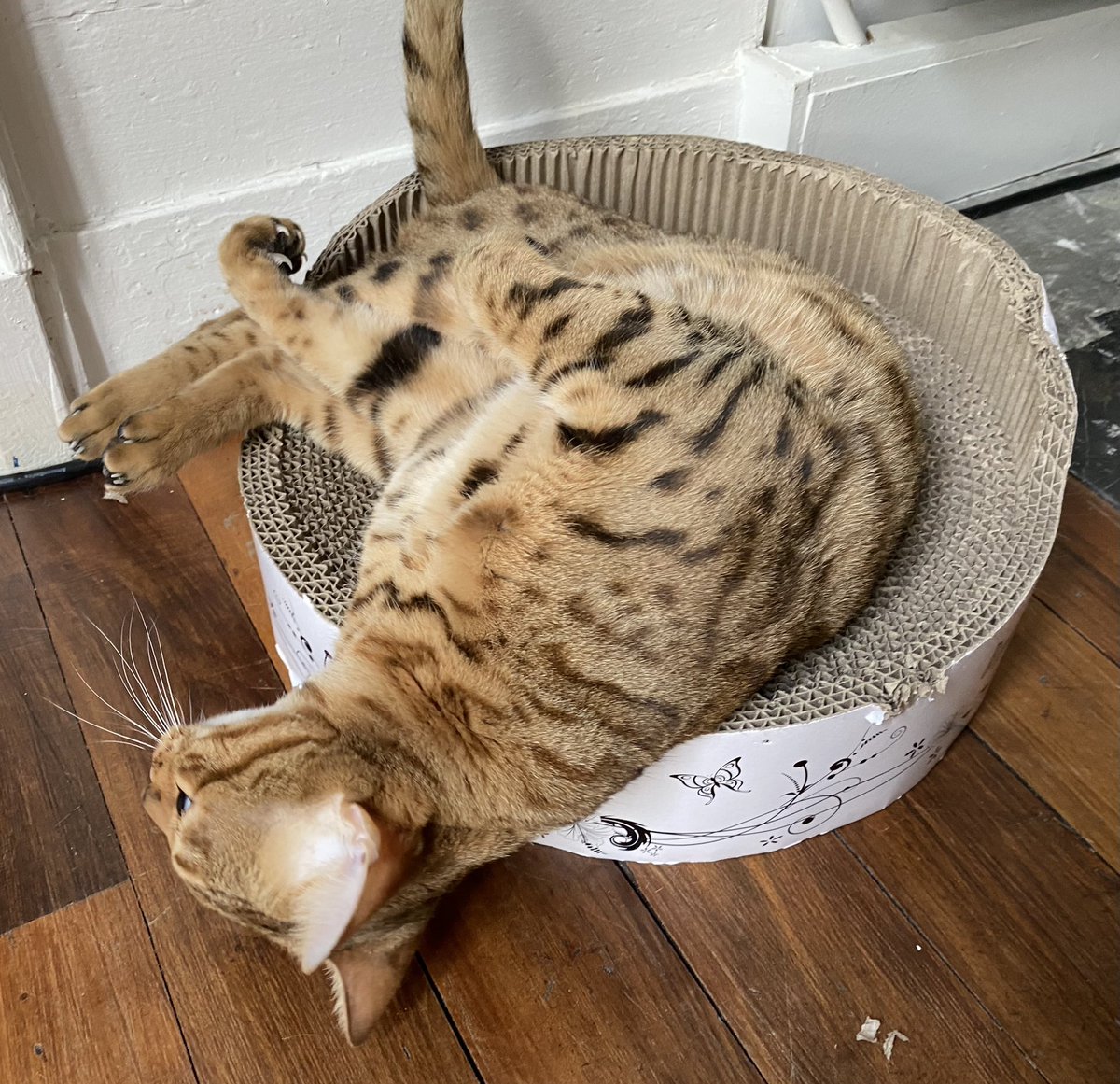 nova_nebula38's tweet photo. Essayage du lit-grattoir de Nébula 😼😼. 
#TheBengalCats #CatOfTwitter #CuteWorld #cutecatcasa #TeamBengal #PrettyPets2020 #catfactsapp #TabbyTroop #ThisIsMyCat https://t.co/HNIpyNfaEH