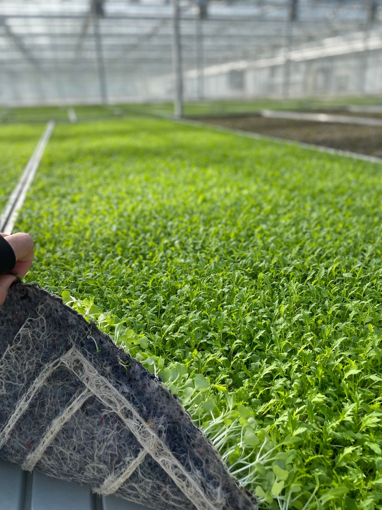 WestlandsUK's tweet photo. Growing in recylced fabric offcuts means that no soil or #peat is needed to grow our #MicroLeaves.
Not only does this method give the fabric a new lease of life, but it also provides an absorbent, soft & effective home for our leaves.
https://t.co/E5yOa9J75B
#Sustainable https://t.co/TLxv7U1oJS