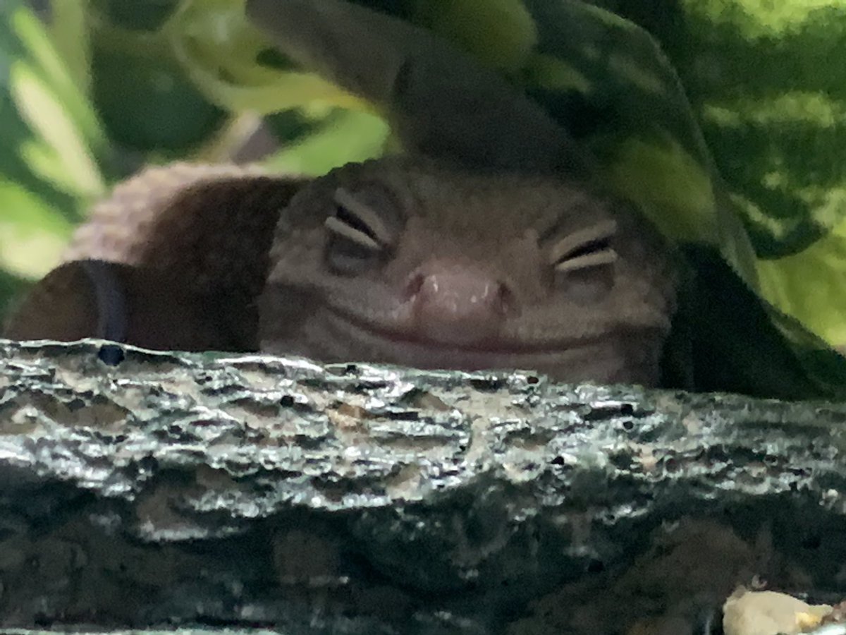 🔥 #BabyDragonApproved