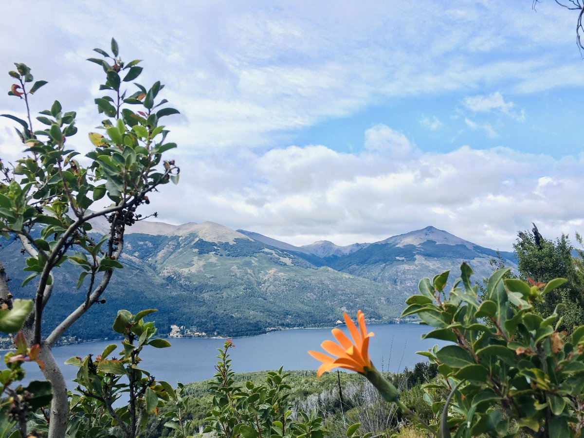 AradhanaJR's tweet photo. Field Day Friday!!! 
Enjoying a beautiful spring blossom in #Patagonia #Argentina! Understanding the effects of #forest #fire #disturbances on #insect #herbivory🍃 🐛 🍃 

#phdlife #fieldwork #sciencetravel #WomenInSTEM https://t.co/elJ3QkHFcT