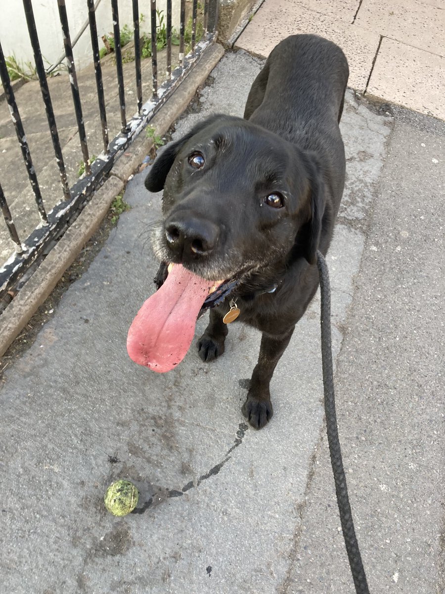 There is something so wholesome about people in the street calling “cute dog!” as we pass. Dear Reader, they are not wrong.