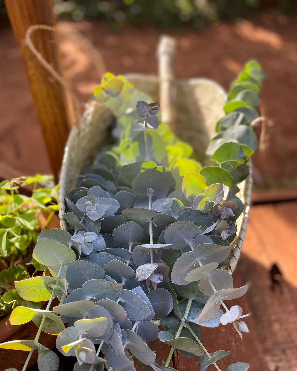 MumbaMusondam's tweet photo. #EarthDay Vibes, #NewLook - Honouring Mother Earth 🌍 #EarthingAtMlango Farm. A book 📕 in tow. 🙏🏾🙌🏽🌴🇿🇲🇰🇪👸🏾. May your weekend be regenerative. #FocusForEarth 🌍 https://t.co/5OsDHz1x1w