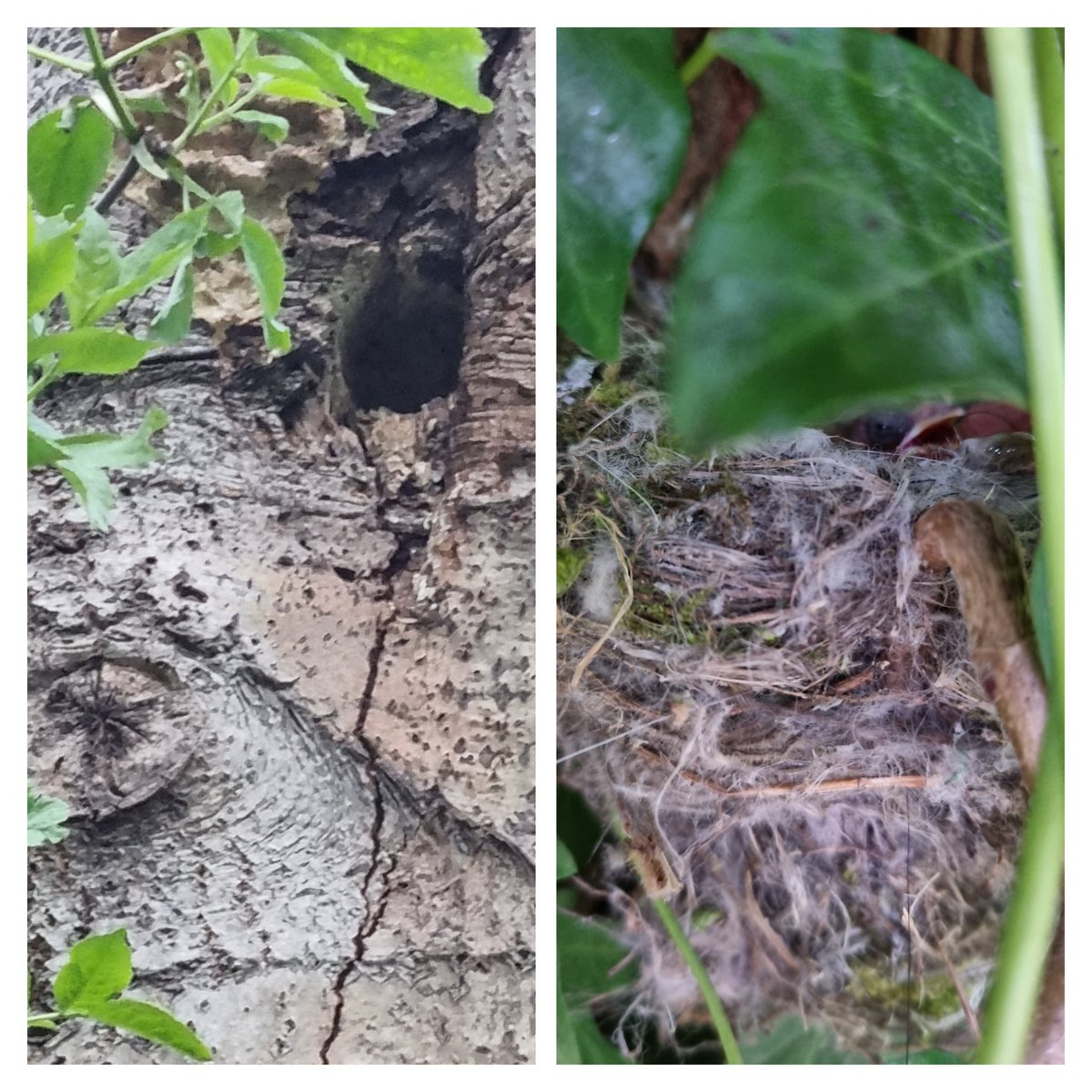 RichieWinship's tweet photo. Couple from tonight #GSWP excavating, #goldfinch has chick's #BirdsNest #birds https://t.co/2j59KVsJ5v
