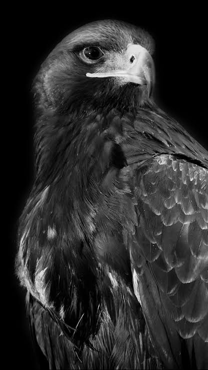 humanist_dsnc's tweet image. Kartallar yüksekten uçar. Uçur bizi #Bitci #CometoBitci