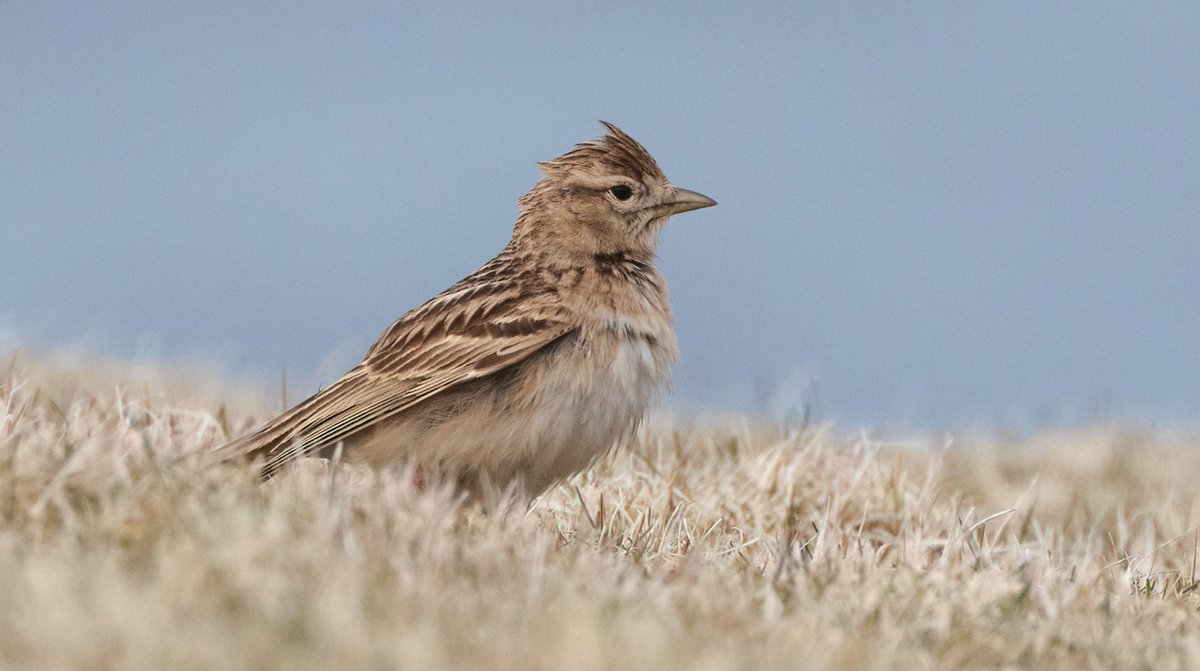 AlexPenn_1's tweet image. There can&apos;t be many instances where these four species are all present on the same day. Short-toed Lark, Hoopoe, Hornemann&apos;s Arctic Redpoll and Lesser Yellowlegs all @FI_Obs today. Magic!