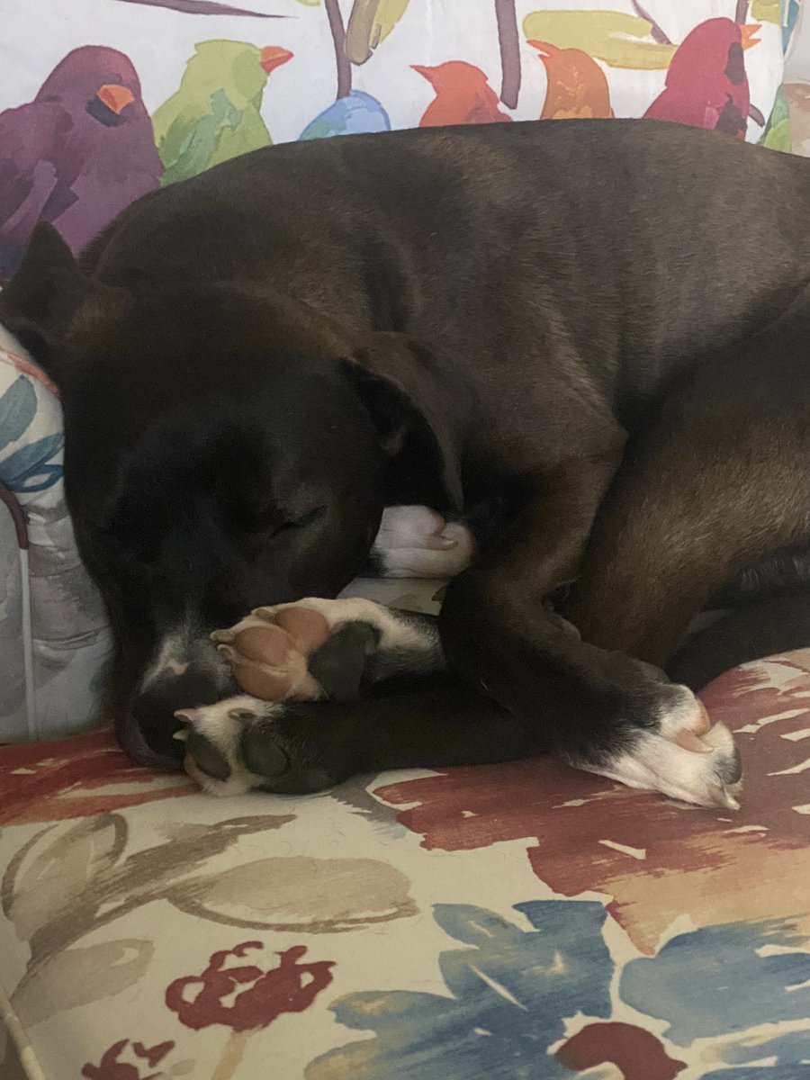 MinpinMinnie's tweet photo. Sorry we haznt been around much fwens. We don’t see our fwens tweets on our feed anymore, just politics, hate and ads. Da momma hasn’t wanted to look at it. We miss yoos all and we wish you a very blessed Easter ❤️💕 Love Minnie and Skye
#DogsofTwittter #rescuedog https://t.co/G3EWybWe10