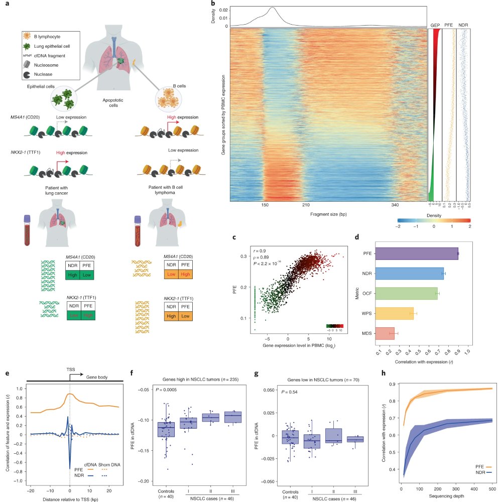 NaturePortfolio's tweet image. An article published in @NatureBiotech introduces EPIC-seq, a method that uses cell-free DNA fragmentation and allows noninvasive cancer detection and tissue of origin classification. go.nature.com/3vfqzWx
