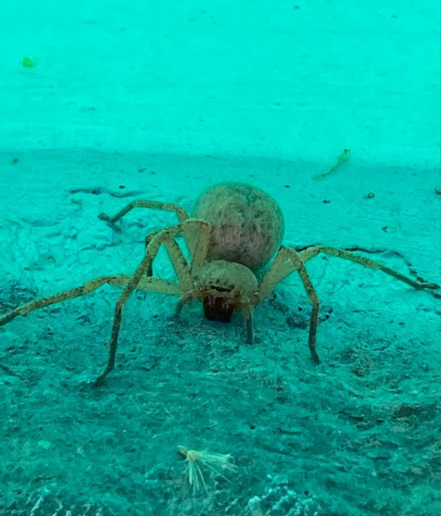 Que me puedes contar de esta gordita <a href="/Arachno_Cosas/">Soy aracnólogo, pregúntame lo que quieras</a> ?? En el Edo. mex