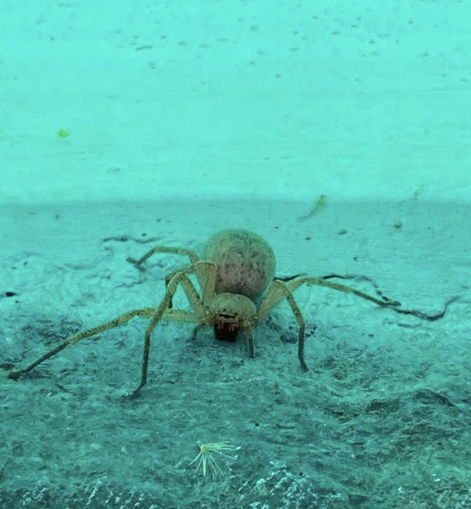 Andrés Mesa tweet media