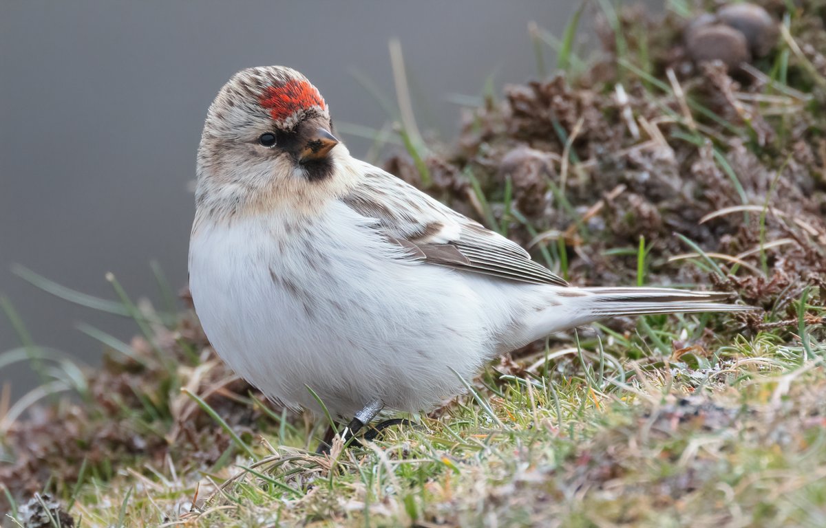 AlexPenn_1's tweet image. There can&apos;t be many instances where these four species are all present on the same day. Short-toed Lark, Hoopoe, Hornemann&apos;s Arctic Redpoll and Lesser Yellowlegs all @FI_Obs today. Magic!