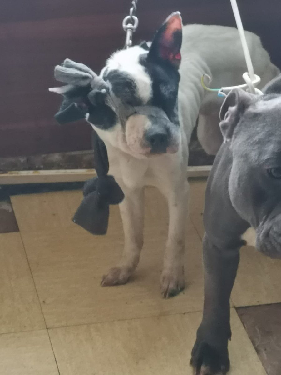 ActionAnimale's tweet photo. L’horreur absolue.
Des chiens attachés entre eux servaient de punching-ball à leurs détenteurs.
Tous dans des états absolument calamiteux, ils ont été saisis par nos équipes de l’APA, le cœur retourné, pourtant habituées à voir le pire…
1/6
#Sauvetage   
https://t.co/RNwxUxTIUc https://t.co/ST80Ur7sj8