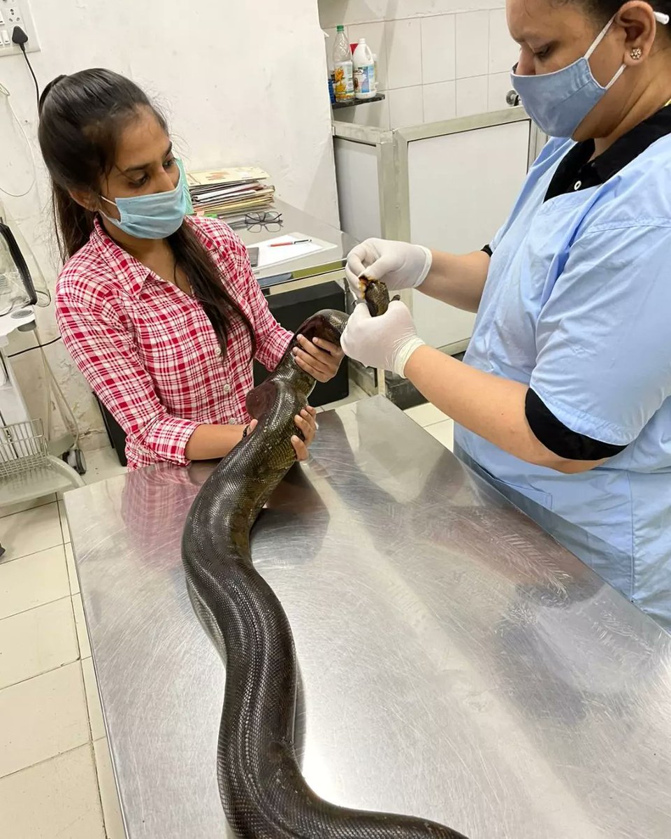 SARRP_India's tweet photo. Successfully rescued #IndianRockPhython. 
SARRP India appreciates the quick response of the veterinarians and wildlife rescuers towards a complicated case and their efforts to complete the treatment and successfully release the snake in its natural habitat. https://t.co/nu0xiUgvAY