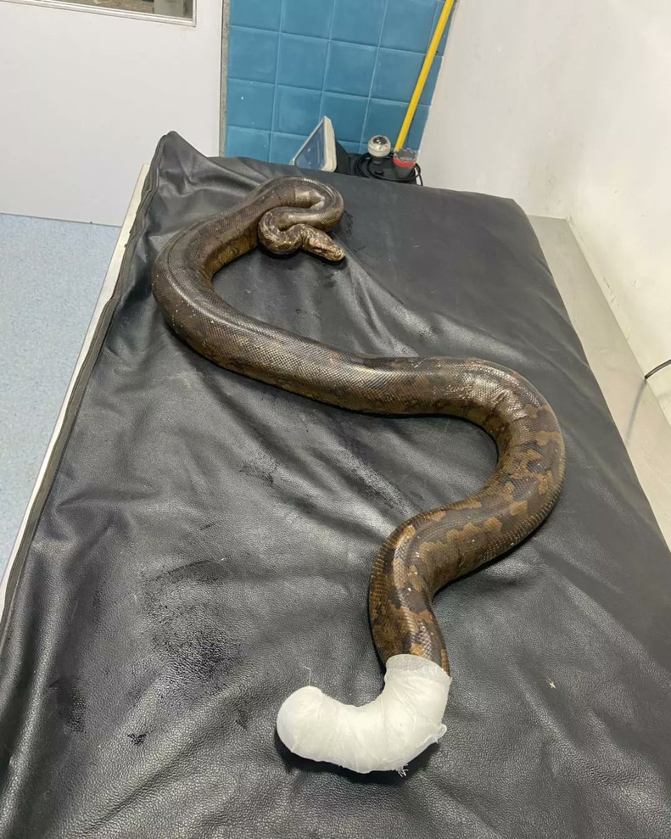 SARRP_India's tweet photo. Successfully rescued #IndianRockPhython. 
SARRP India appreciates the quick response of the veterinarians and wildlife rescuers towards a complicated case and their efforts to complete the treatment and successfully release the snake in its natural habitat. https://t.co/nu0xiUgvAY