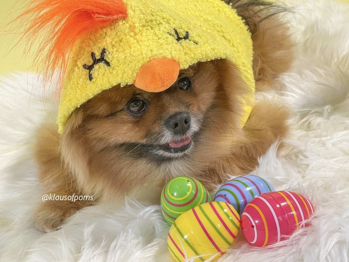 Blessed Good Friday from this cute fluffy Pomeranian chick 🐥 would you like to see more ? 
#Easter #HappyEaster #dogs