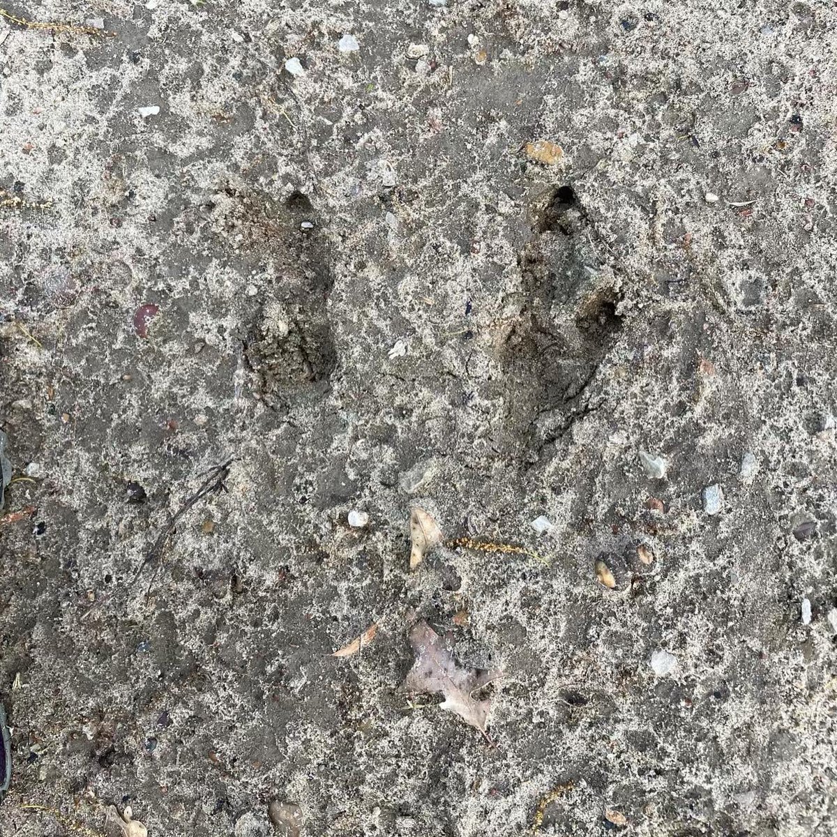 Wandering Wallaby Found! He was found in the service yard near rainbow lake on zoo property. Zookeepers spotted new wallaby tracks this morning which led them to him. The wallaby is back with his group at the hospital under observation  and will be examined by our senior vet.