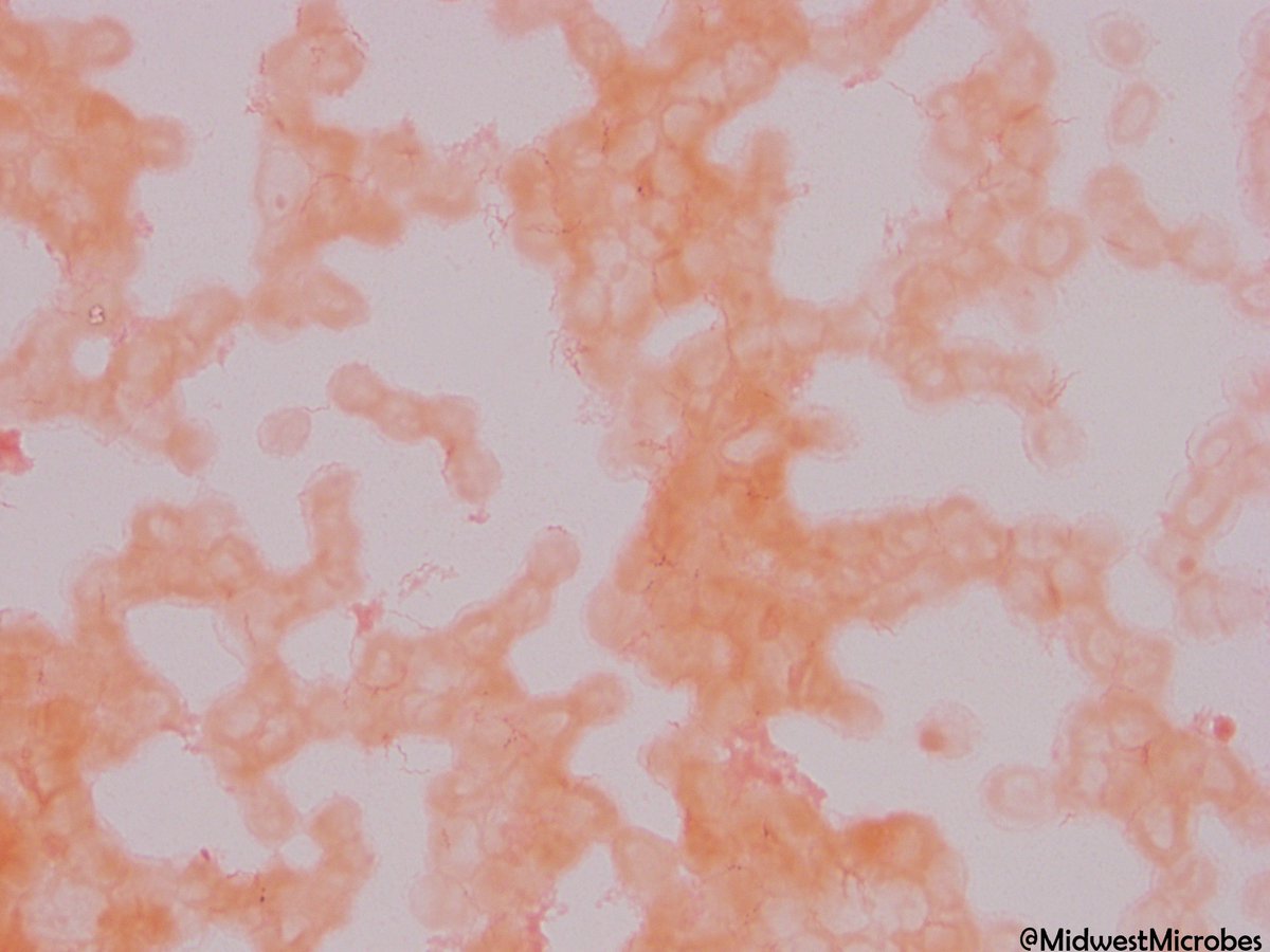 Rachael Liesman tweet media