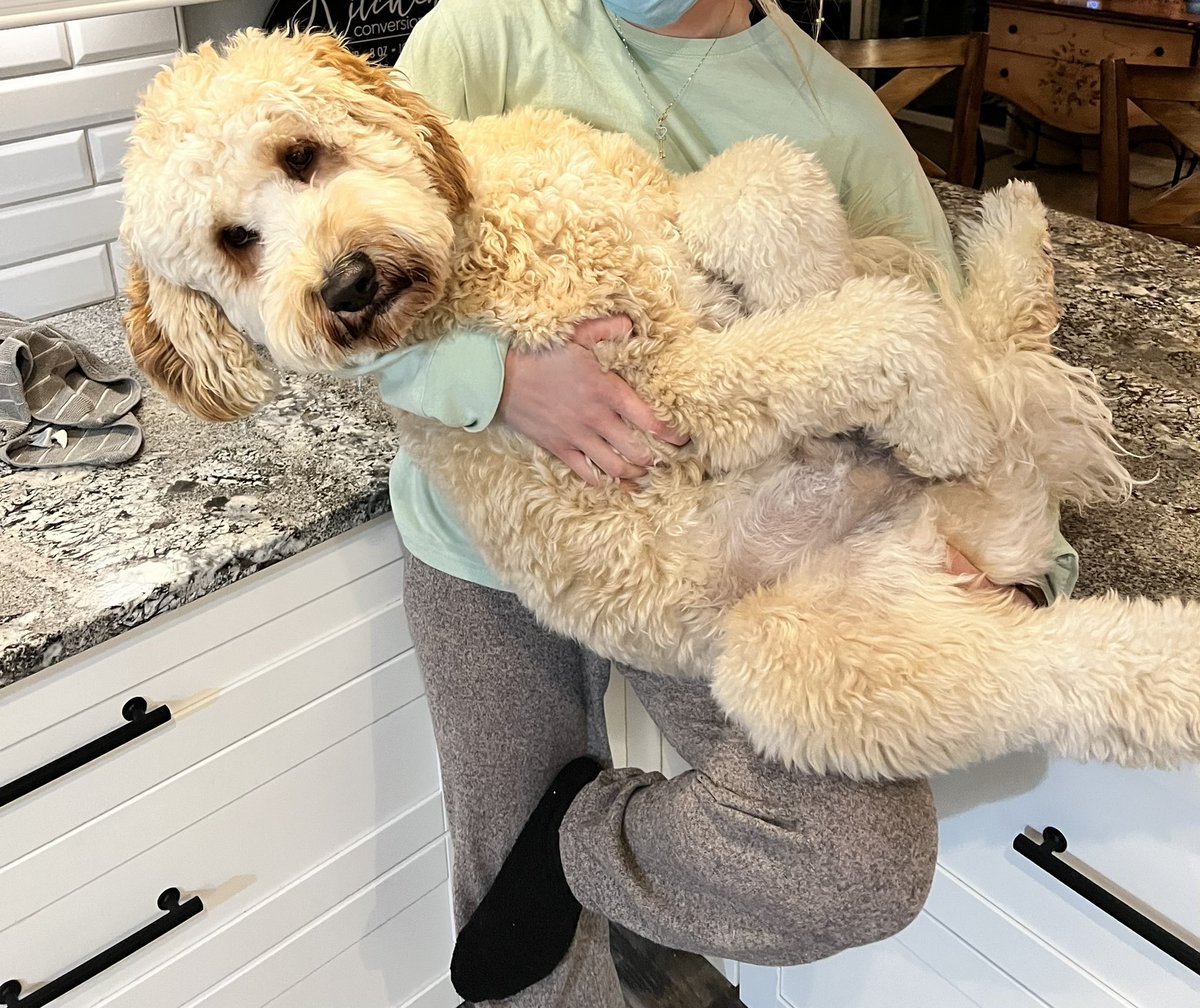 itzap's tweet photo. Dina is right… doodles are the best!  Meet Franklin our golden boy 🐶🦴❤️#THENINE https://t.co/9Ky4NYu1t1