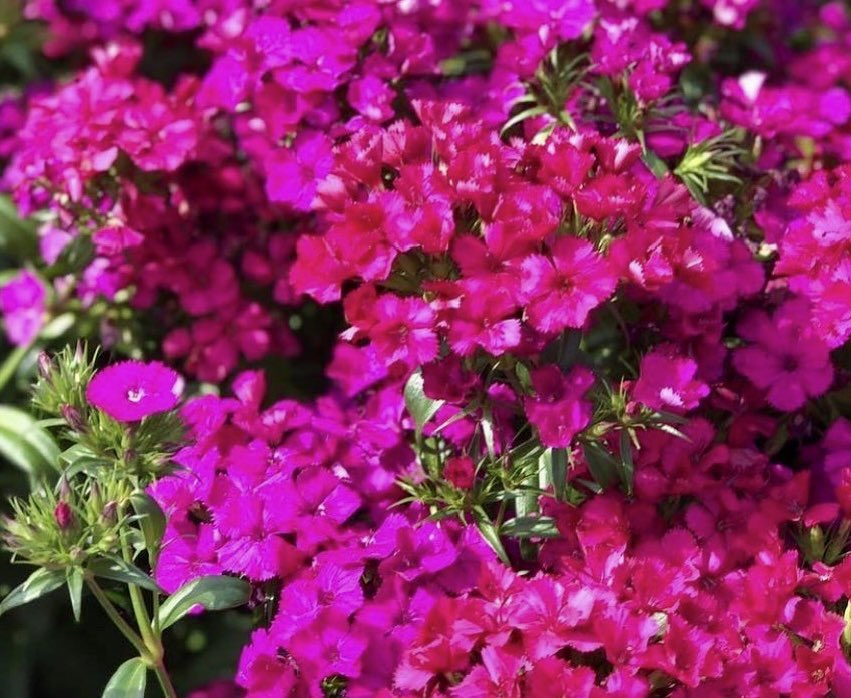 “Spring is the fountain of love for thirsty winter.” ~ Munia Khan