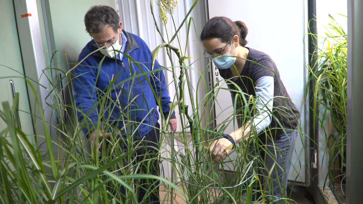 CABBIbio's tweet photo. Erik Sacks has big-city roots - and a big-time love for plants, especially #miscanthus! 🌾

CABBI's Deputy Theme Leader for Feedstock Production works to improve miscanthus &amp; transfer its traits to sugarcane to build a better bioenergy crop!

Q&amp;A/video ⏩ https://t.co/9ygT1Q4KKb https://t.co/jKUQM8k6XO