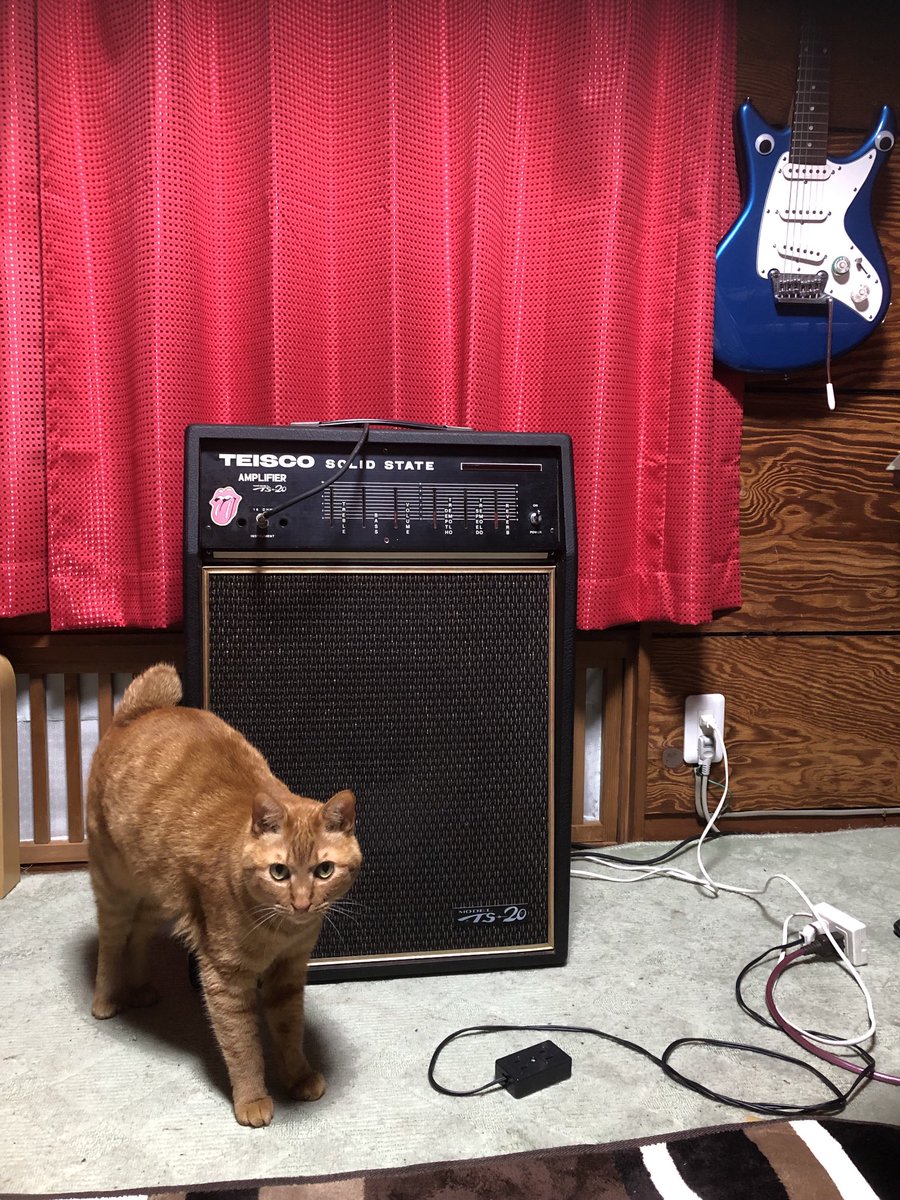 Pockn's tweet photo. キナコとテスコ♫ #TEISCO #TS20 #テスコ https://t.co/wE0LlB3yM9