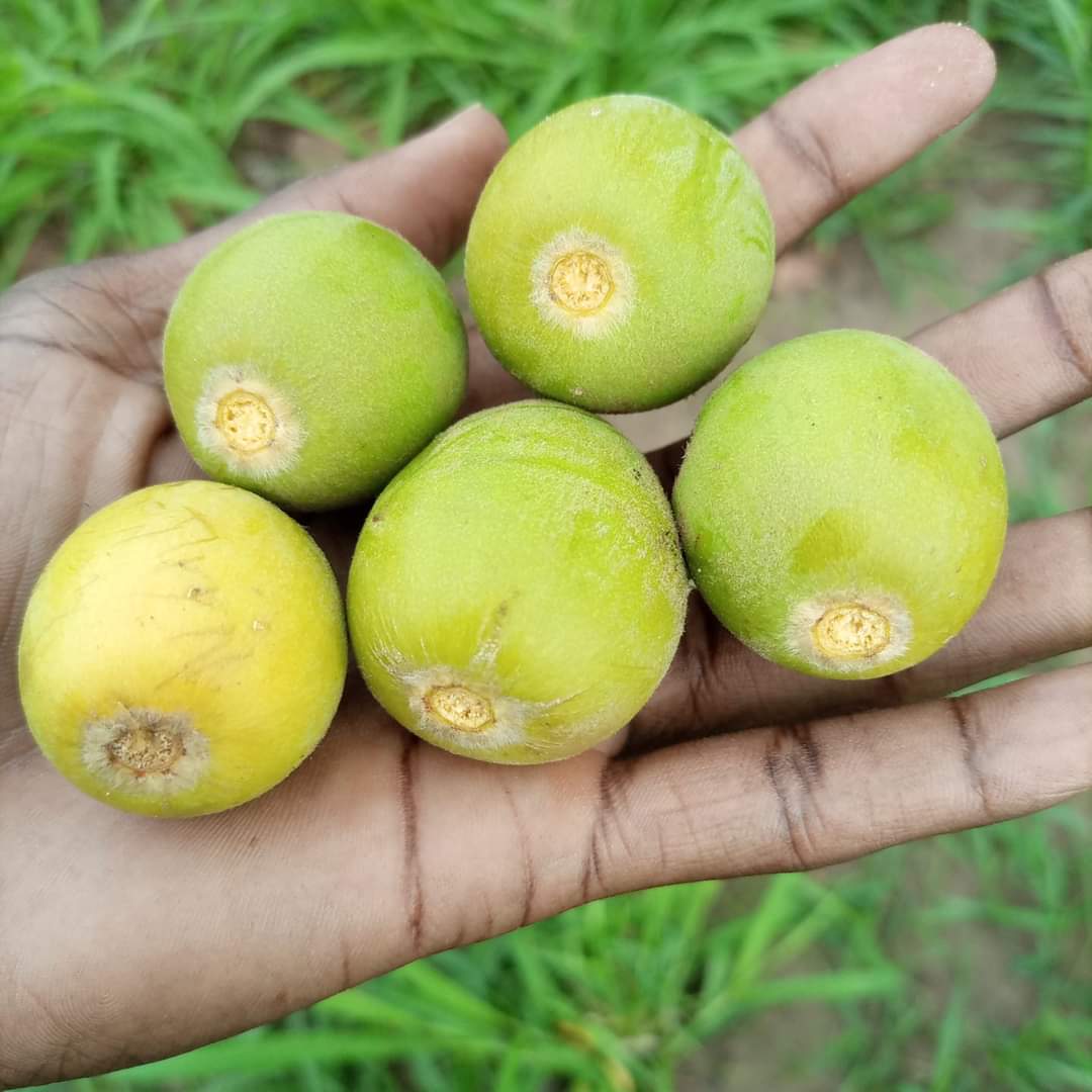 91komakechkenyi's tweet photo. #SouthSudan is one of the Place in Savannah Africa, that has plenty of #Lulu trees which produces the #SheaNuts. The butter is good for cooking & making cosmetics. Is one of the costly products in Europe since they don't have. In Bari,the Nut is "ŋulube & the tree is Kumuro"🇸🇸❤️ https://t.co/FmzAThsY9O