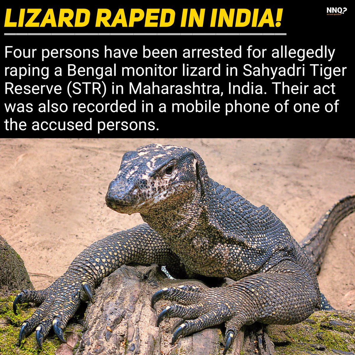 NoNext_Question's tweet photo. In a shocking incident, the Maharashtra forest authorities in India have arrested four people for allegedly raping a Bengal monitor lizard. The heinous act was recorded in a mobile phone of one of the accused persons.
Read more:
https://t.co/TmyDsqnHHI
#lizardrape #india #nnq https://t.co/aelp9S7xKB