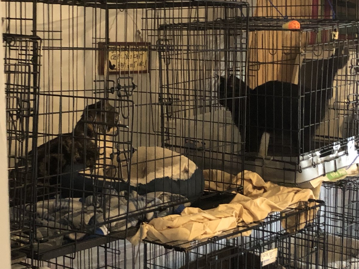 yuckhumankisses's tweet photo. Shortly after we trapped Salem, we trapped her kitten daddy that I had been trying to get for 6 years. After he came out of quarantine and was vetted we put him up next to her. This is the moment they realized they were together again. #PawsWatch, #rescued https://t.co/BzZQJ68qef