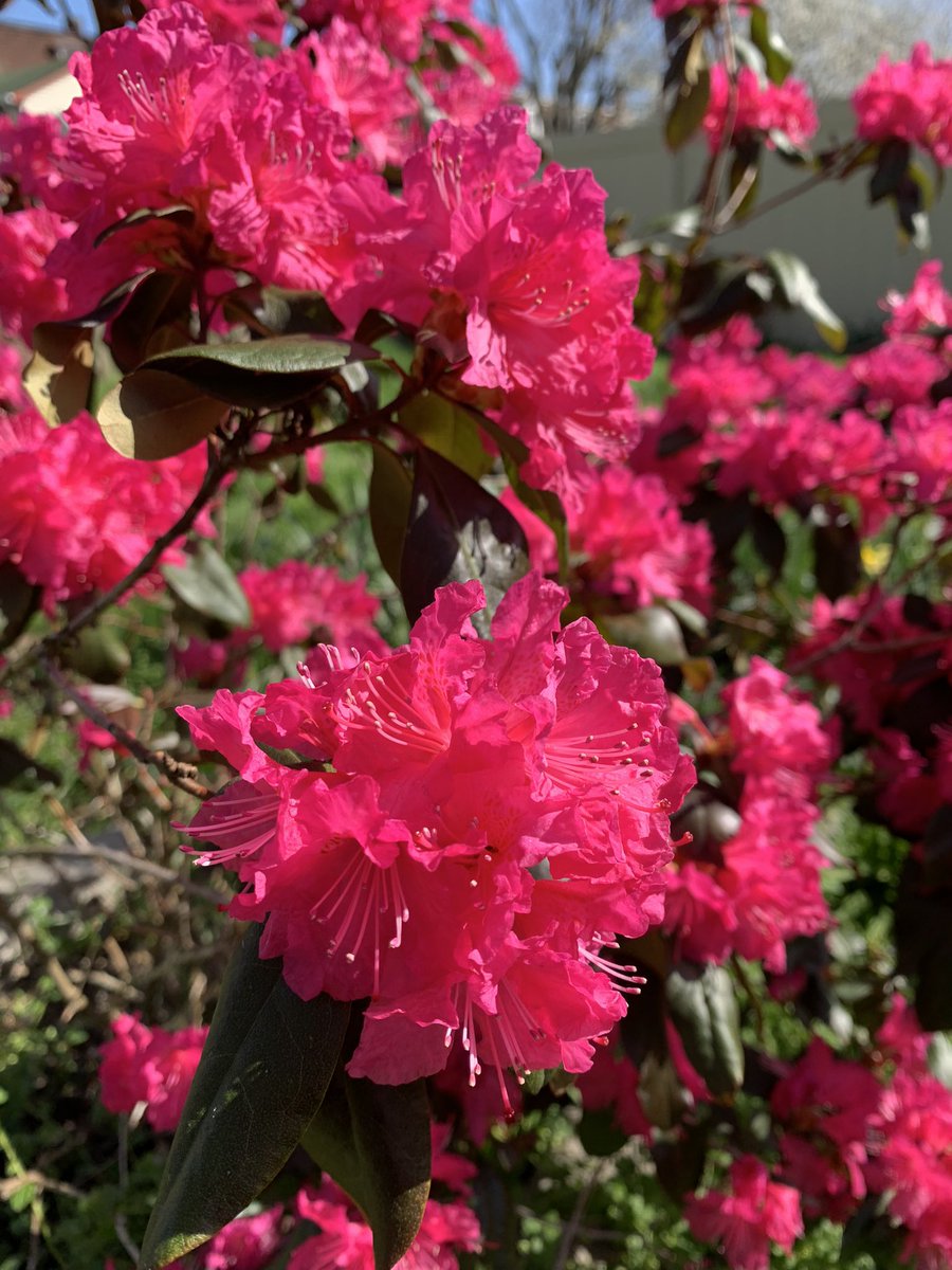 JennRodgersArt's tweet photo. The garden is waking up and I love it. 🖤🐝 https://t.co/9kf5jjOkxw