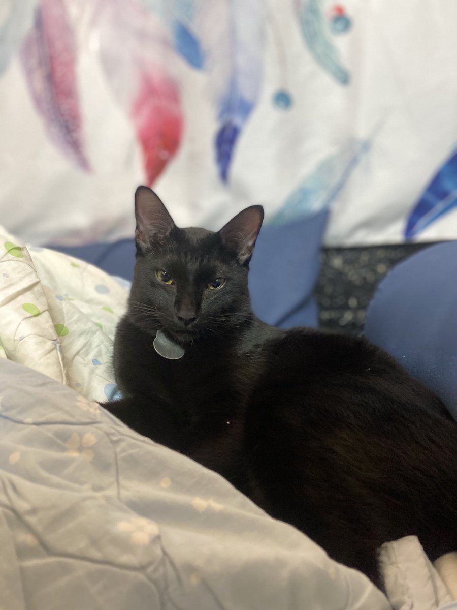 JvBeLike's tweet photo. Yes, they are the same cat.
TK when

Gets much attention vs Didn’t get any https://t.co/isi65rGXm1
