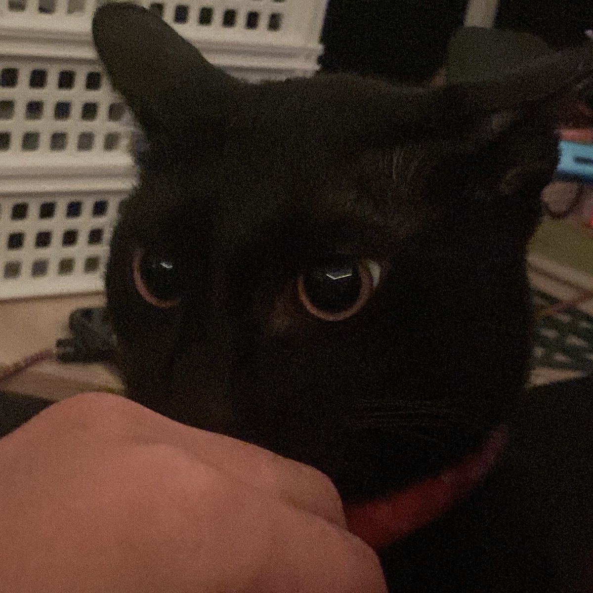 JvBeLike's tweet photo. Yes, they are the same cat.
TK when

Gets much attention vs Didn’t get any https://t.co/isi65rGXm1