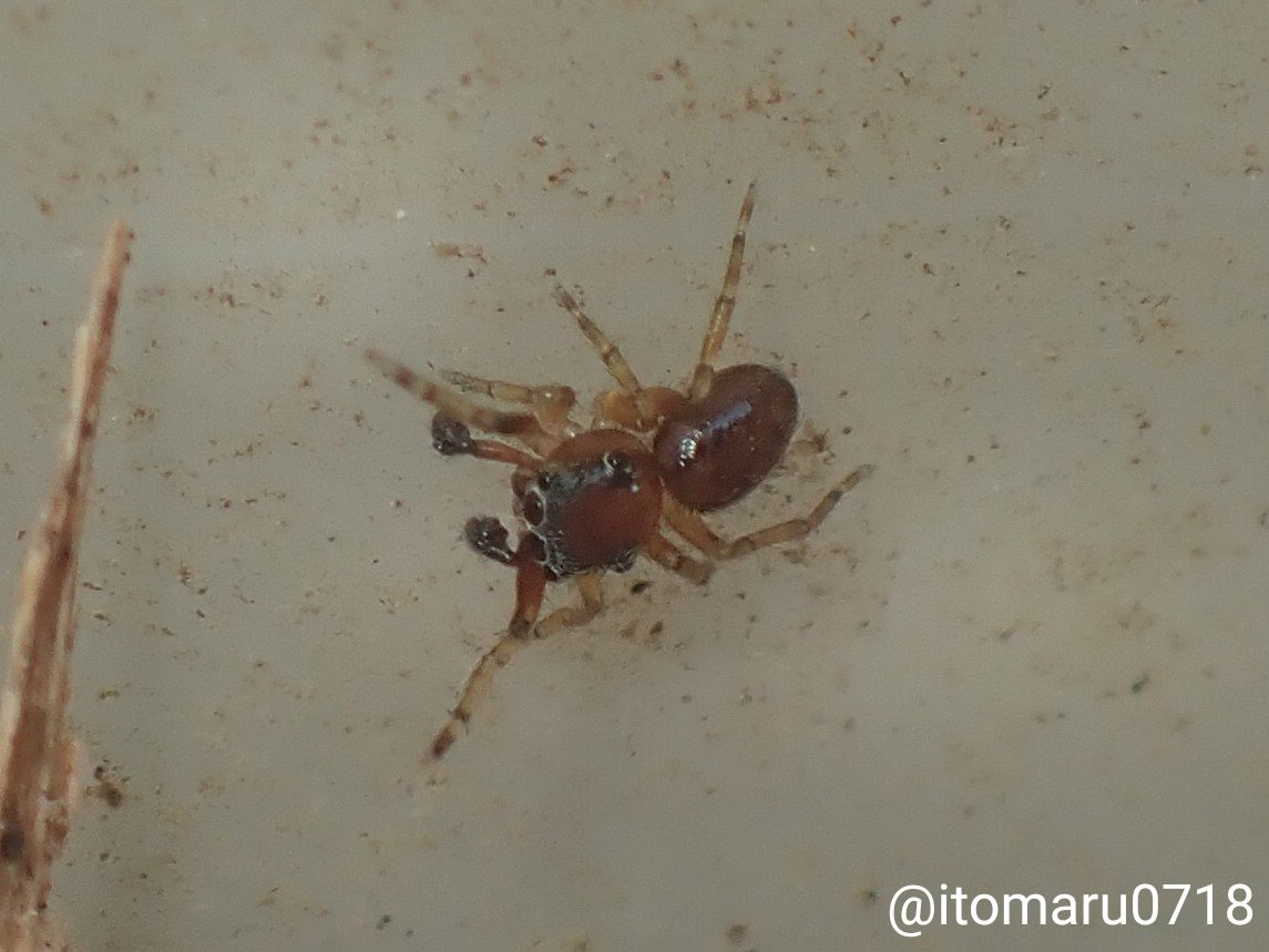 クモちゃん (@JunichiKumo) / Posts / X