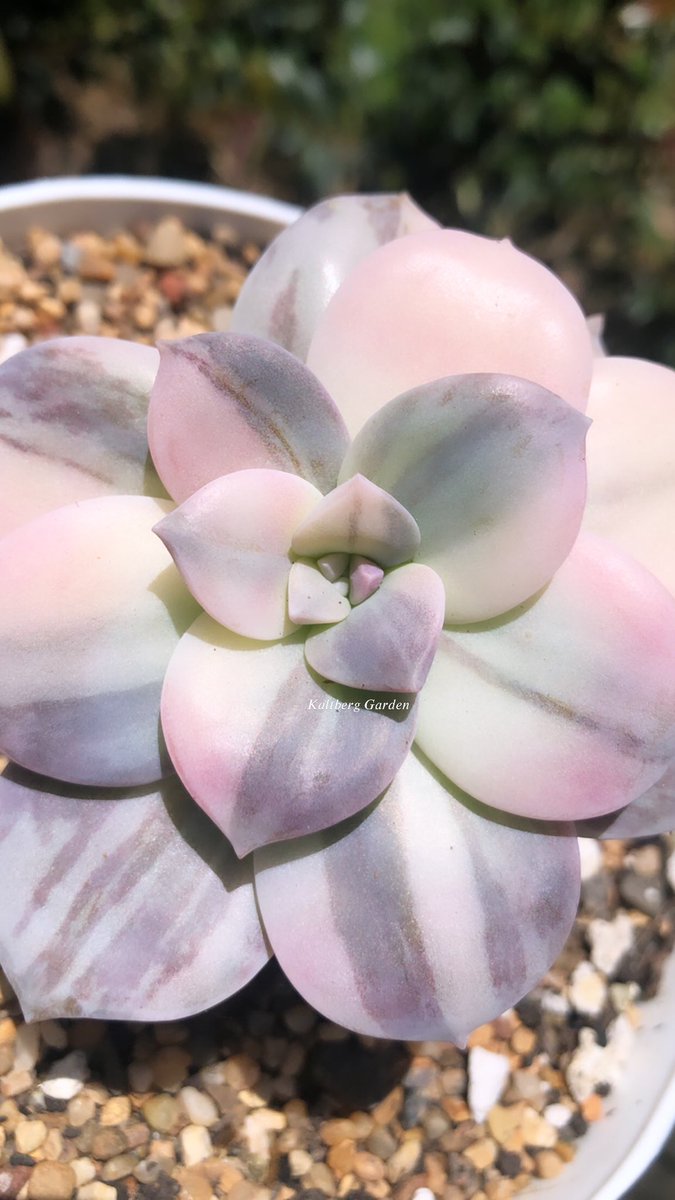 KaltbergG's tweet photo. Graptopetalum Pentadrum Superbum Variegada 🌸💜 
#succulents #plantslovers 
#suculentascolombia 
#suculentasdecoleccion https://t.co/ViMVwoLeMq