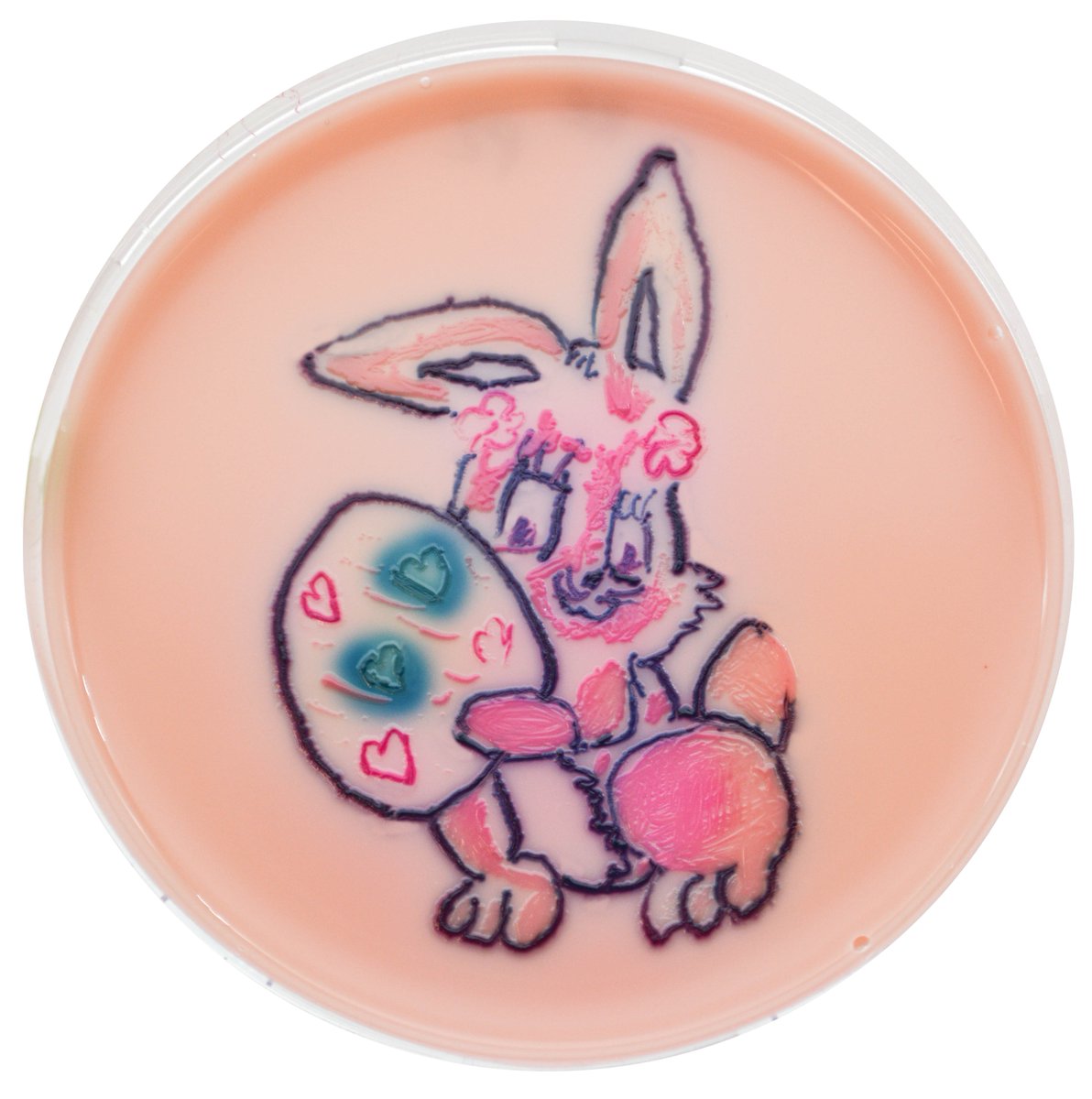 CHROMagar's tweet image. Happy Easter 🐣🐇
Made with Rambach™ Agar, the first commercially available chromogenic medium in 1989 !

#agarart #chromogenicmediapioneer #chromogenictechnology #chromogenicculturemedia #culturemedia #microbiology #bacteriology #salmonella