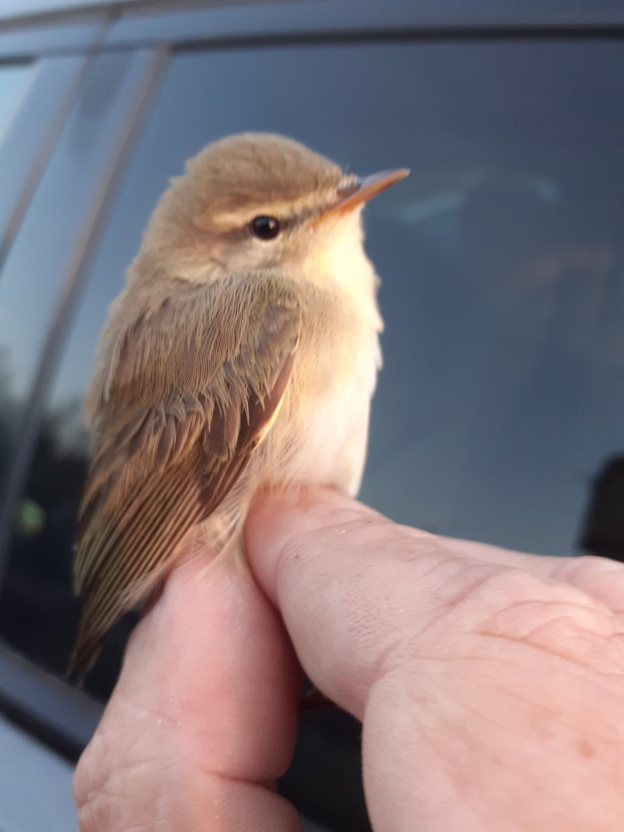 49 birds this morning, with 19 blackcap, 4 willow warbler and 6 chiffchaff being the migrant highlights.