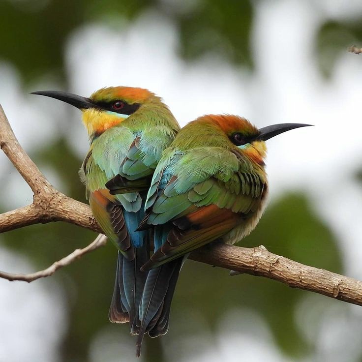 #GoodFriday #nature #bird #photo #wildlife #NaturePhotography https://t.co/sYihTJuRsb